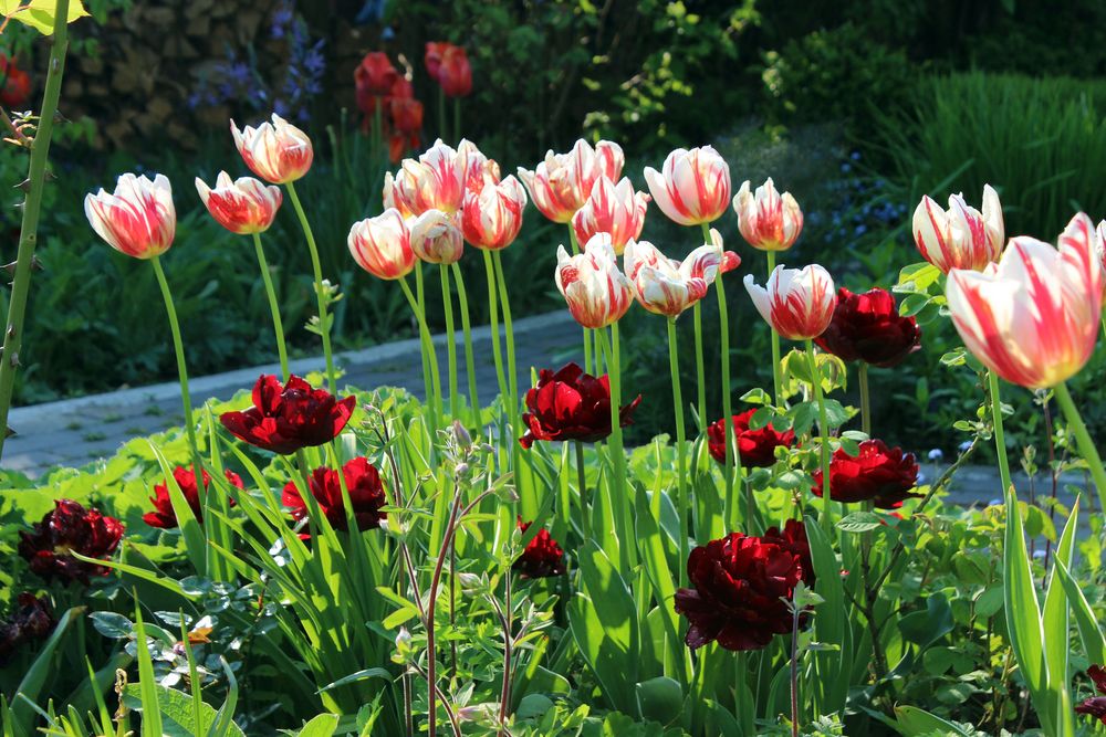 Rote und gestreifte Tulpen