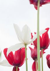 rote und weiße Tulpen