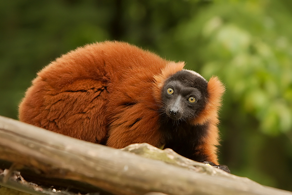 Rote Vari (Varecia rubra)