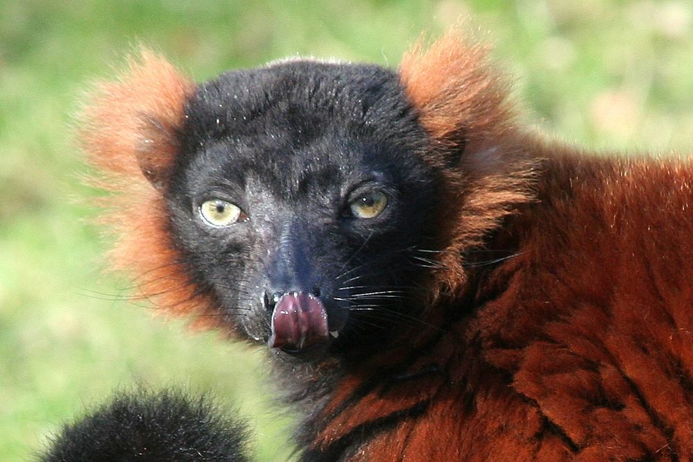 Rote Varis gehört zu den Feuchtnasenaffen und gehört zu den bedrohten Tierarten