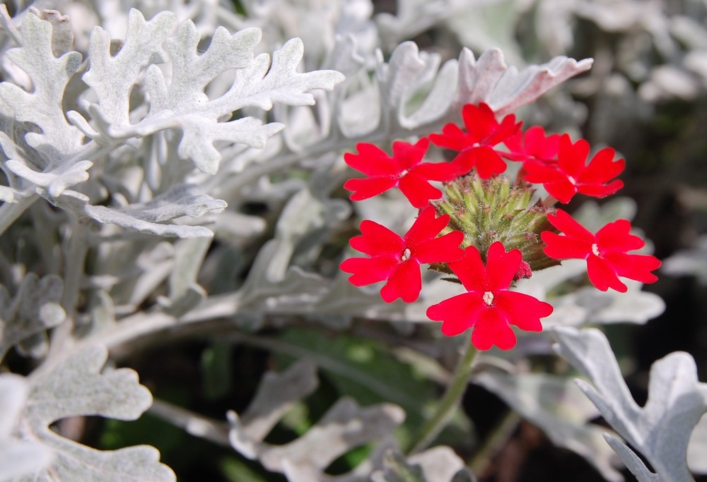 Rote Verbene und Silberblatt