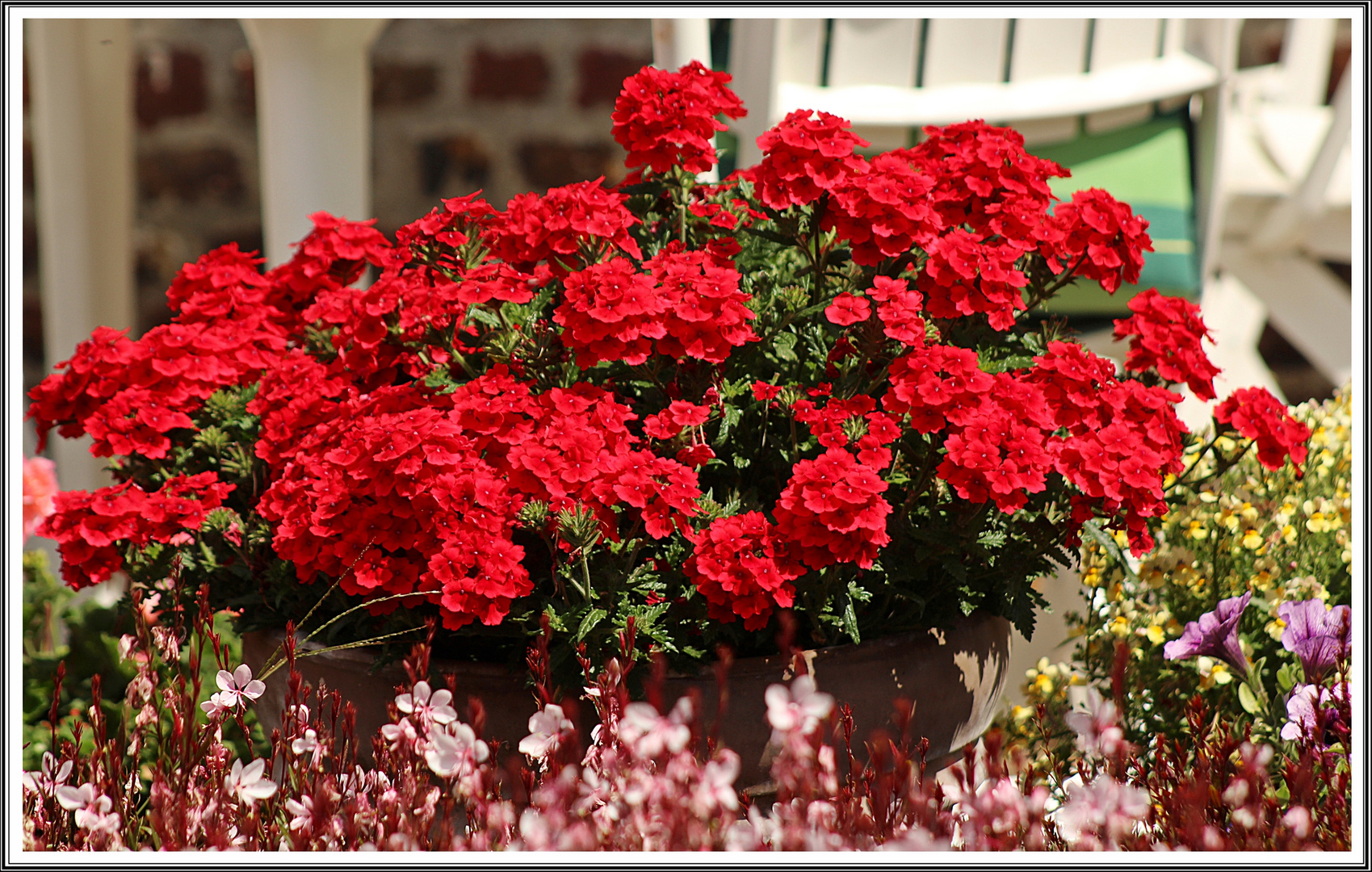 Rote Verbenen Blüten