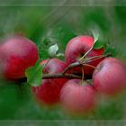 Rote  Verführung 