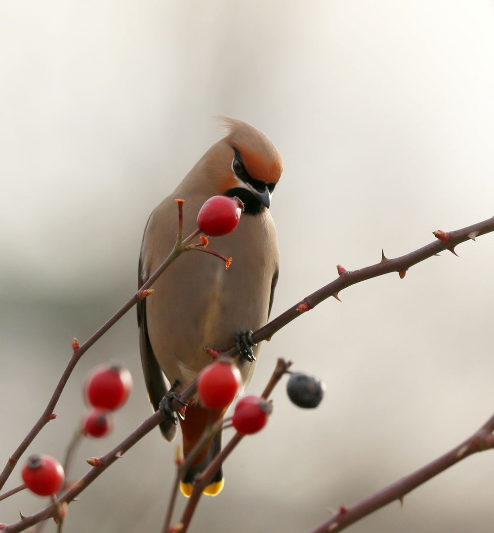 rote versuchung....