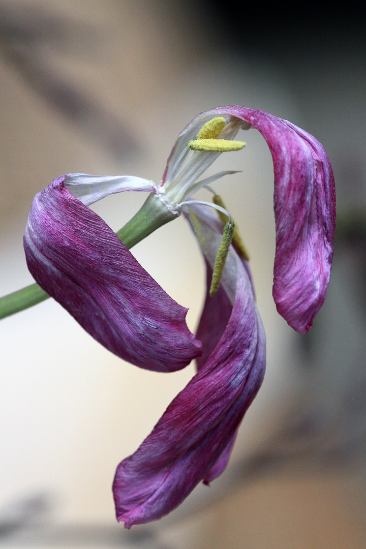 rote verwelkte Tulpe