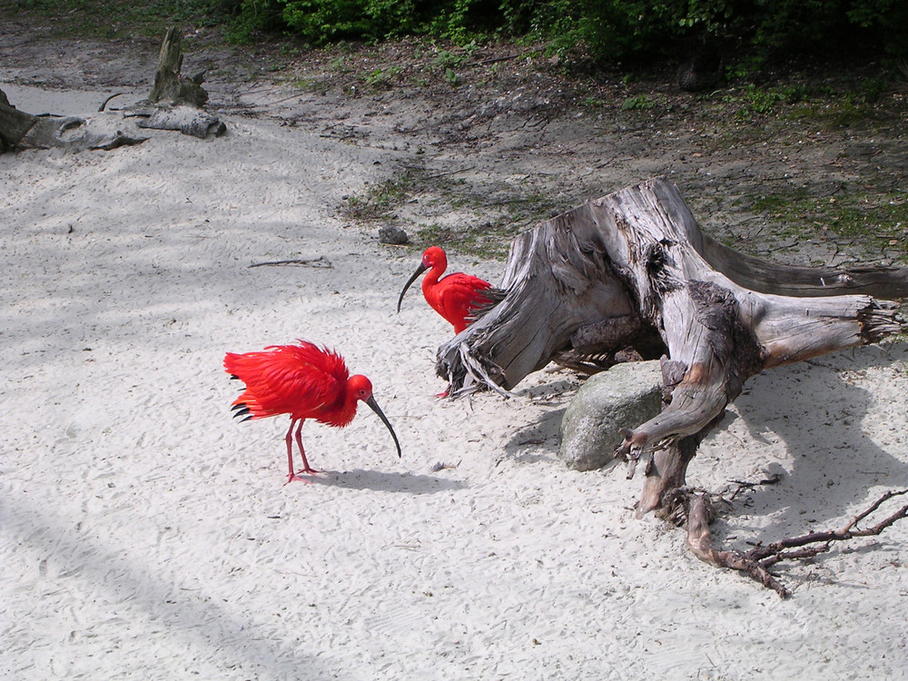 Rote Vögel?