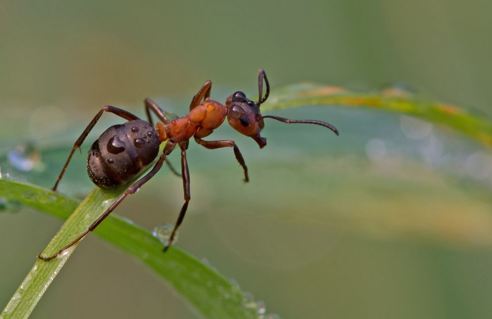 Rote Waldameise Foto & Bild | tiere, wildlife, insekten Bilder auf