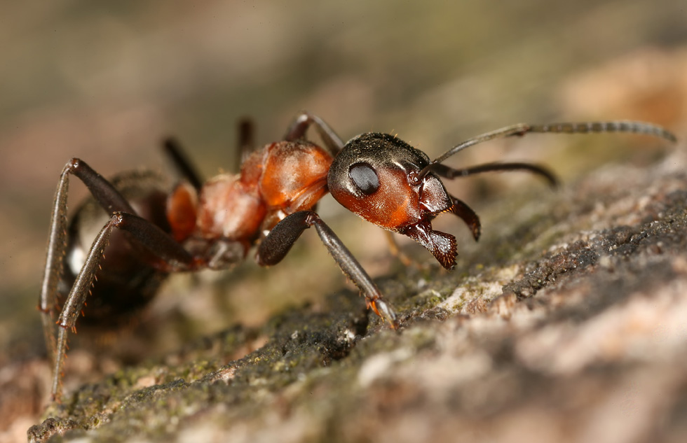Rote Waldameise Foto & Bild tiere, wildlife, insekten