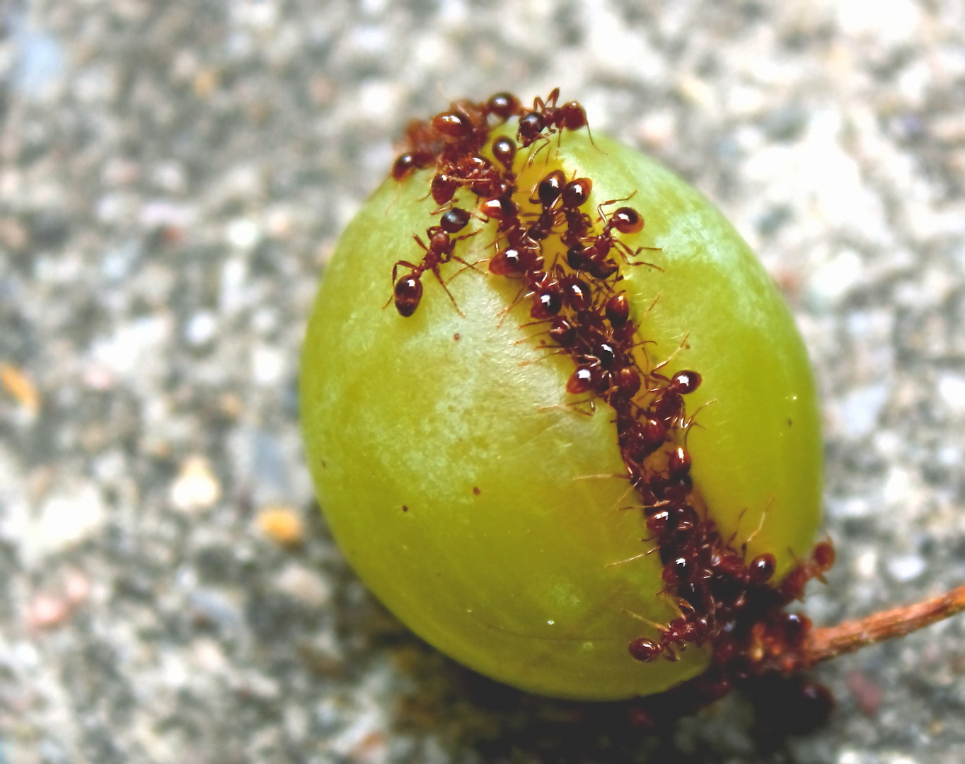 Rote Waldameise auf Weintraube