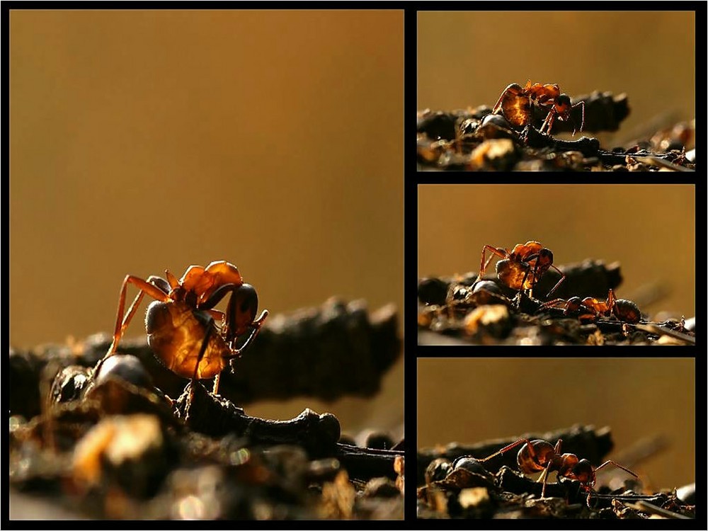 Rote Waldameise bei der Morgentoilette