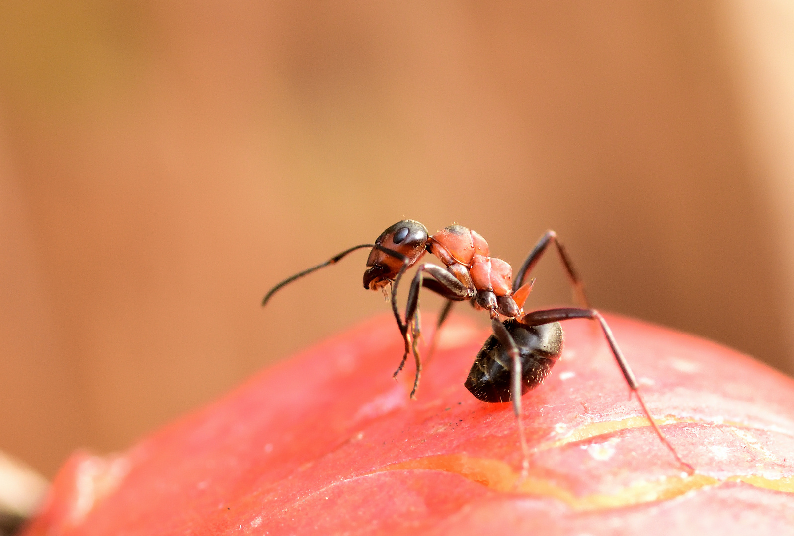 Rote Waldameise beim Putzen der Fühler