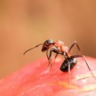 Rote Waldameise beim Putzen der Fühler