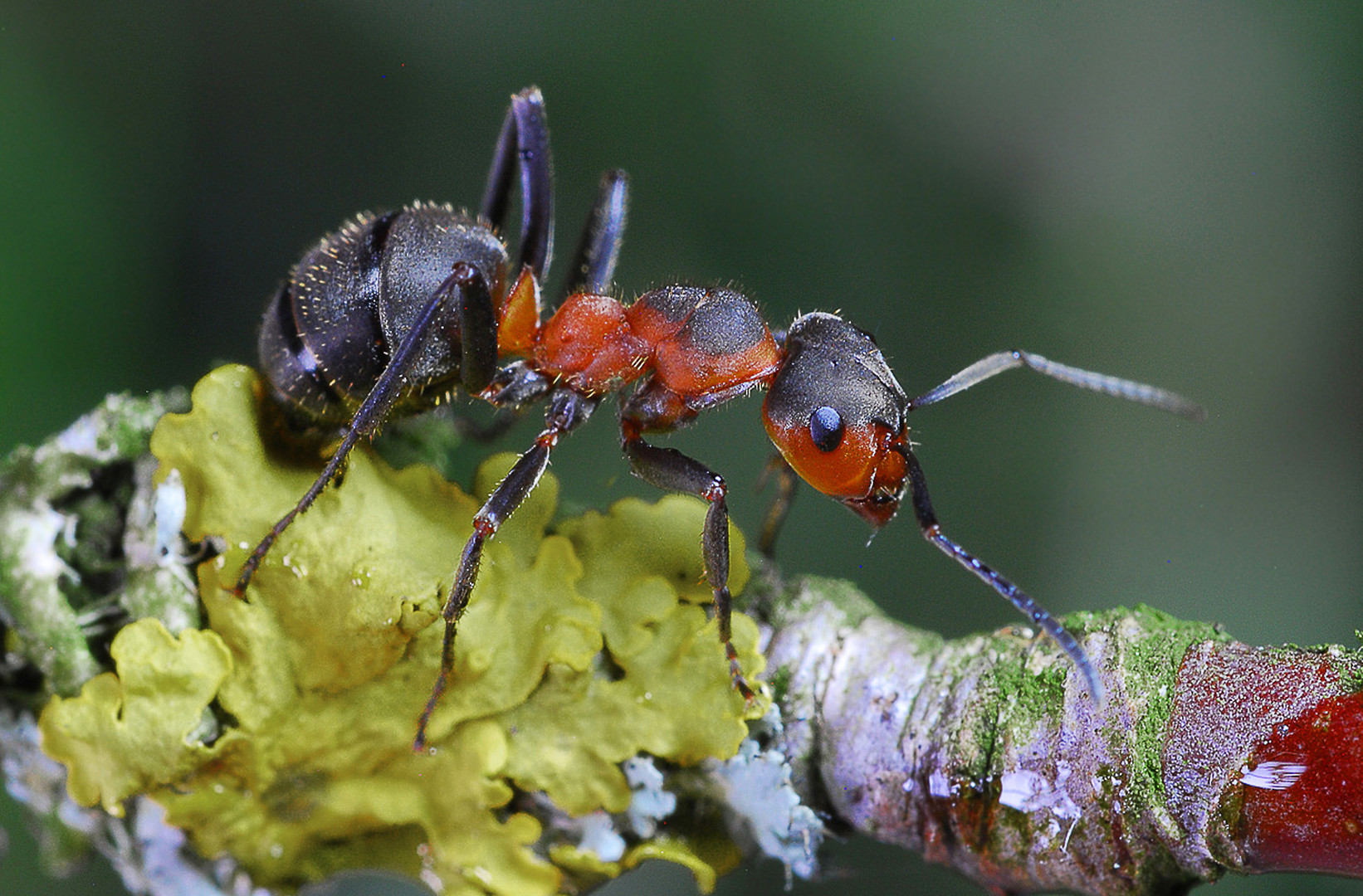Rote Waldameise Foto & Bild | natur, insekten, tiere Bilder auf
