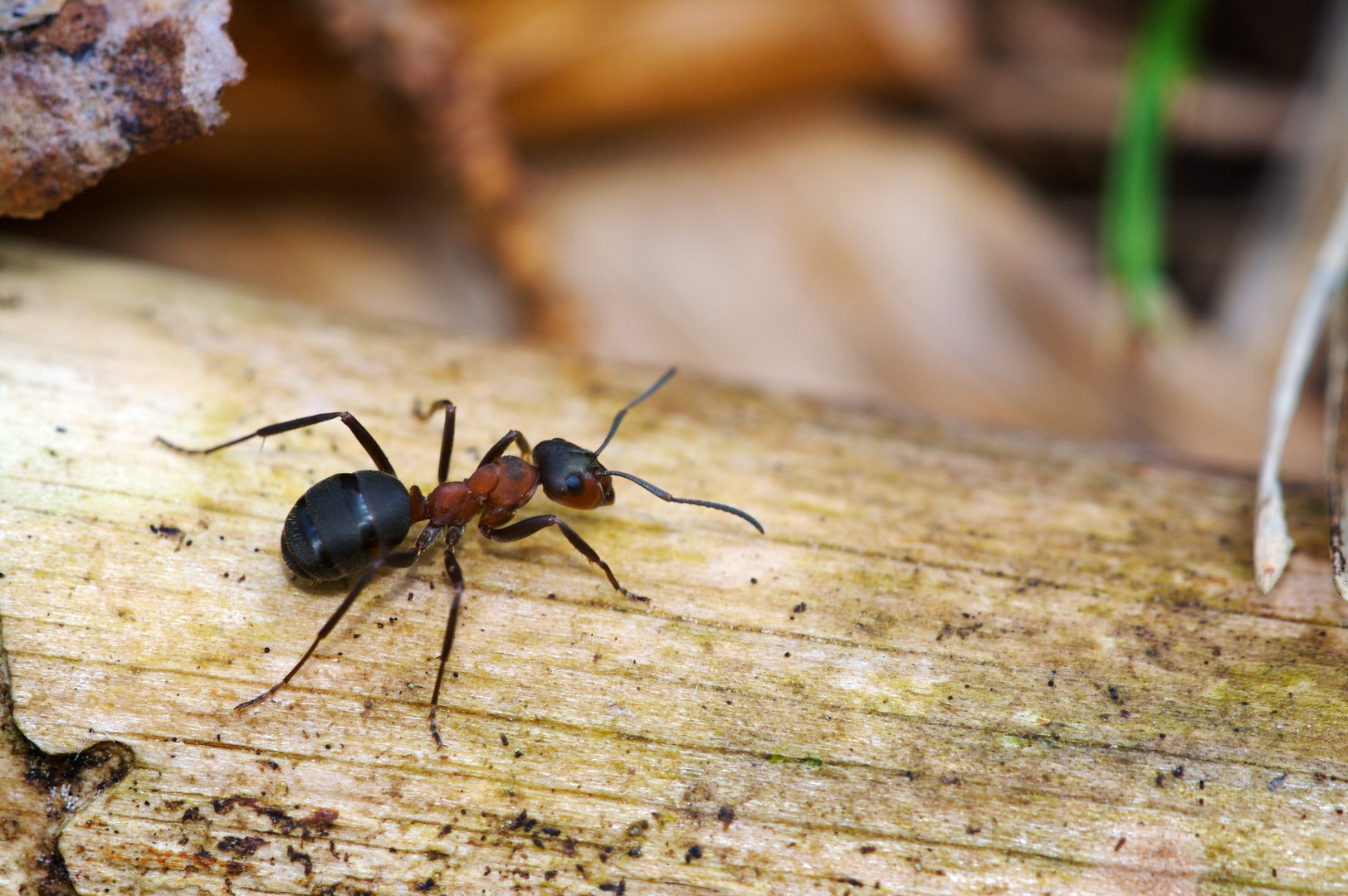 Rote Waldameise Foto & Bild tiere, wildlife, insekten Bilder auf