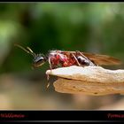 Rote-Waldameise