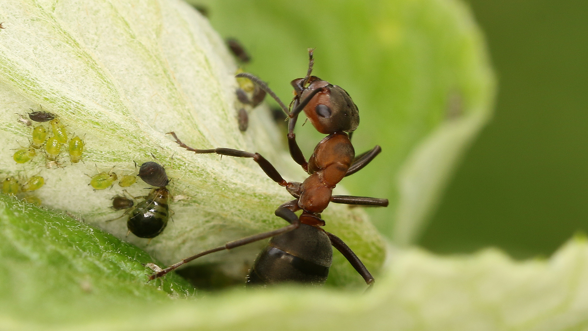 Rote Waldameise... Foto & Bild tiere, wildlife, insekten Bilder auf
