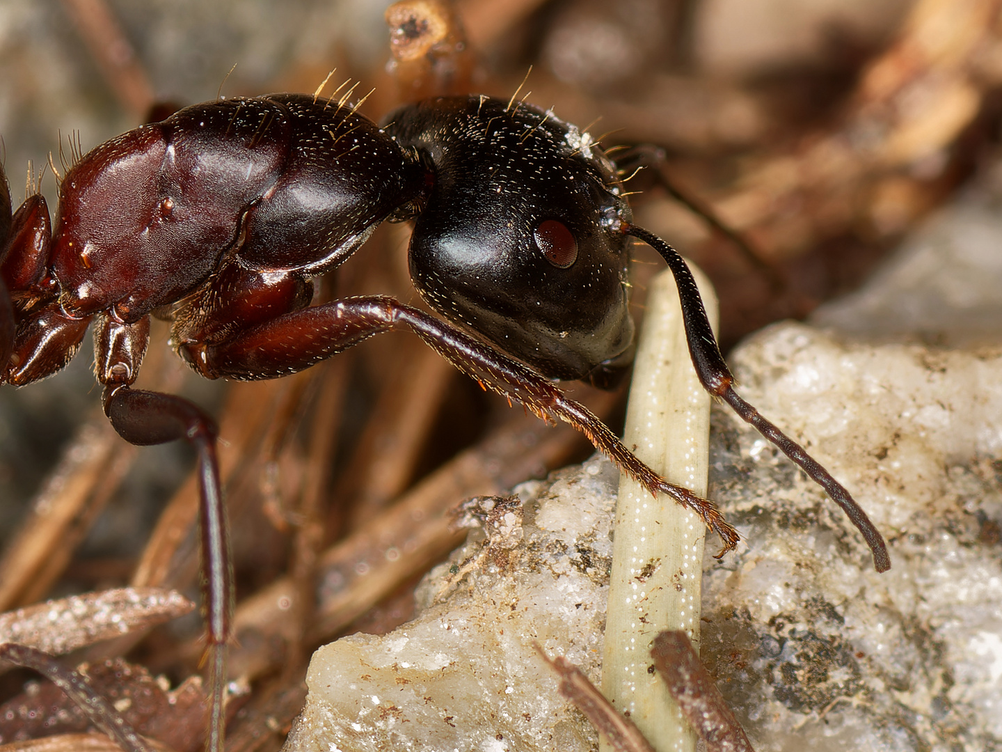 Rote Waldameise (Formica rufa)