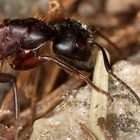 Rote Waldameise (Formica rufa)