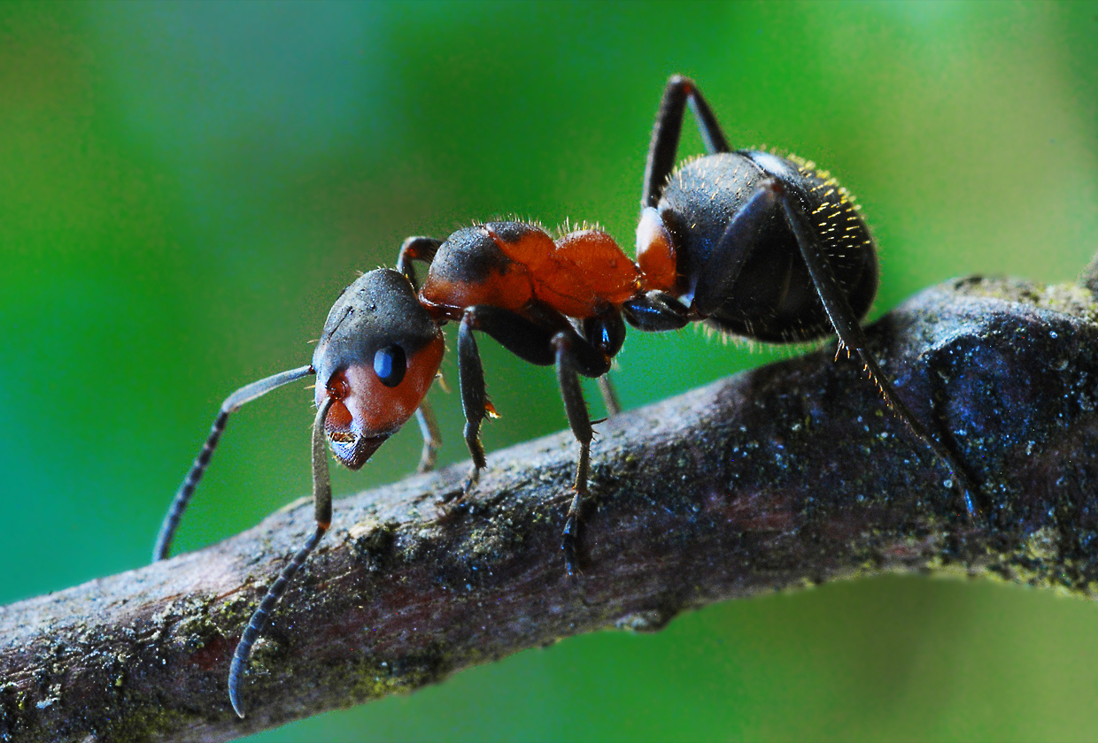 Rote Waldameise (Formica rufa) Foto & Bild tiere, wildlife, insekten