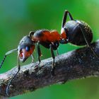 Rote Waldameise (Formica rufa)