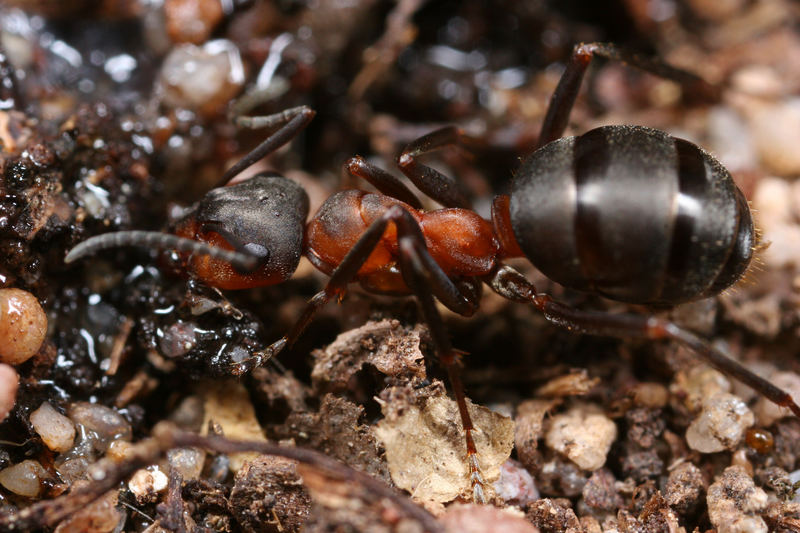 Rote Waldameise (Formica rufa)