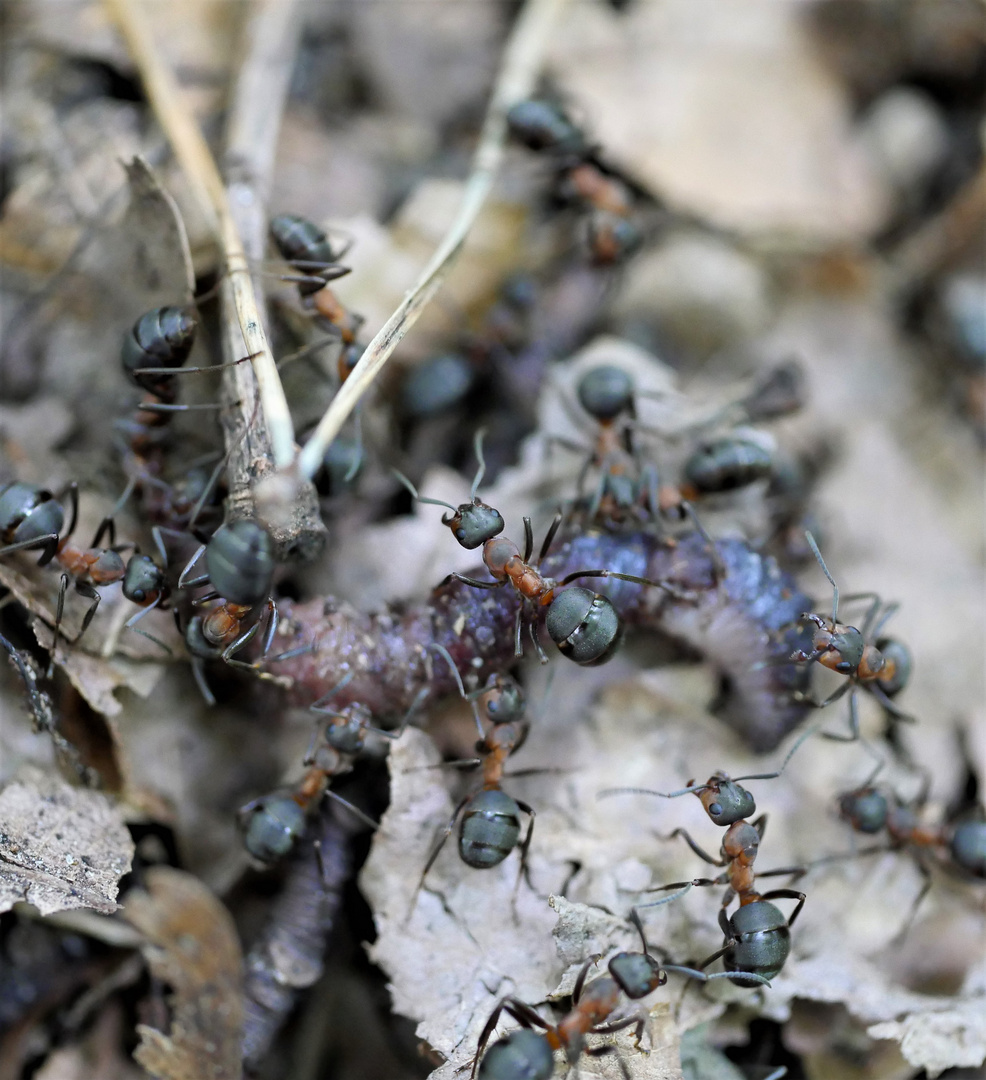 Rote Waldameise (Formica rufa)