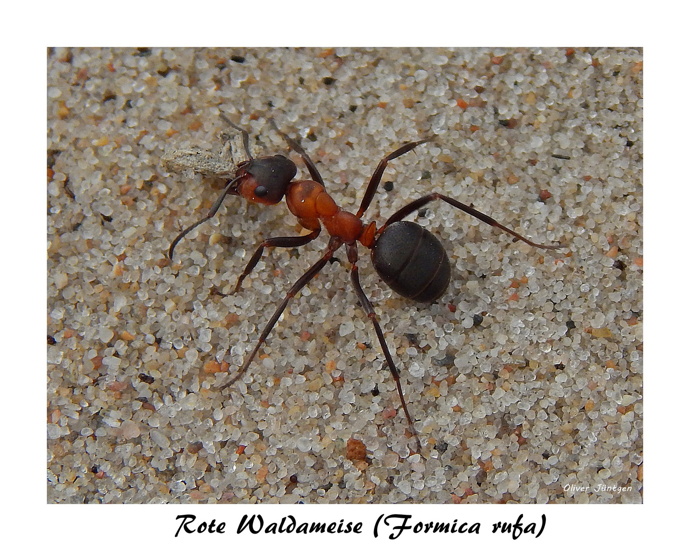 Rote Waldameise (Formica rufa) Foto & Bild tiere, wildlife, insekten