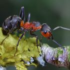 Rote Waldameise (Formica rufa)