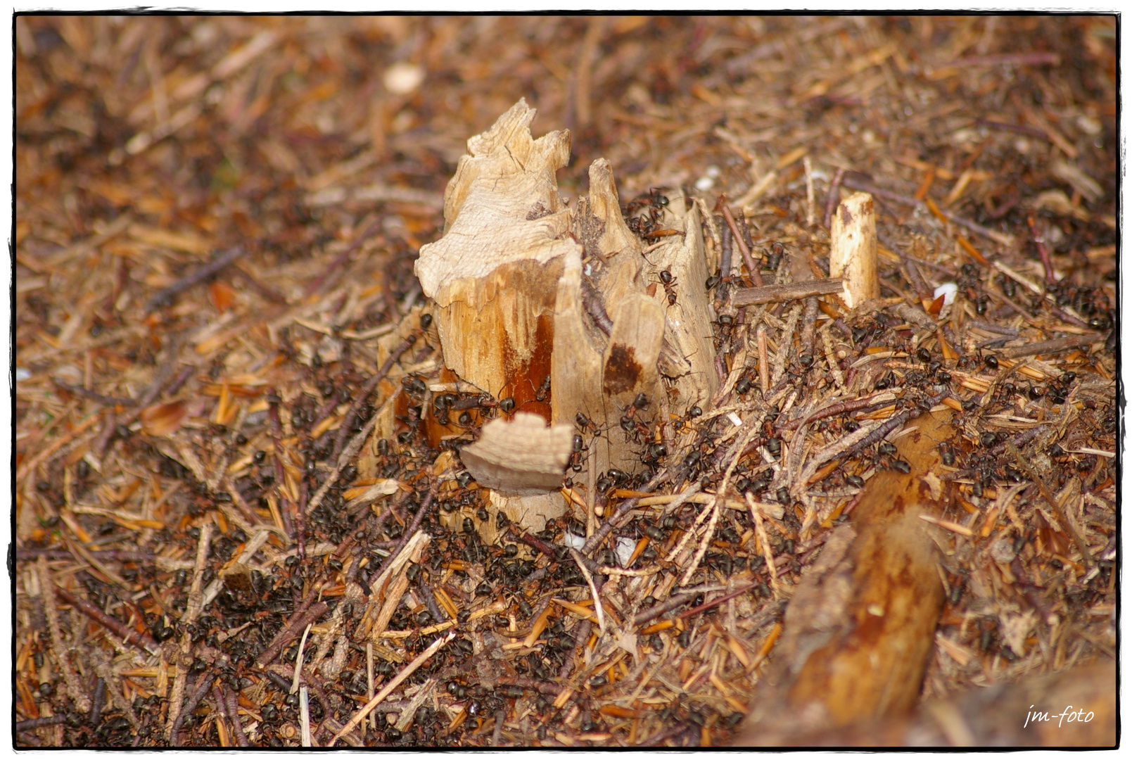 Rote Waldameise (Formica rufa) beim Nestaufbau