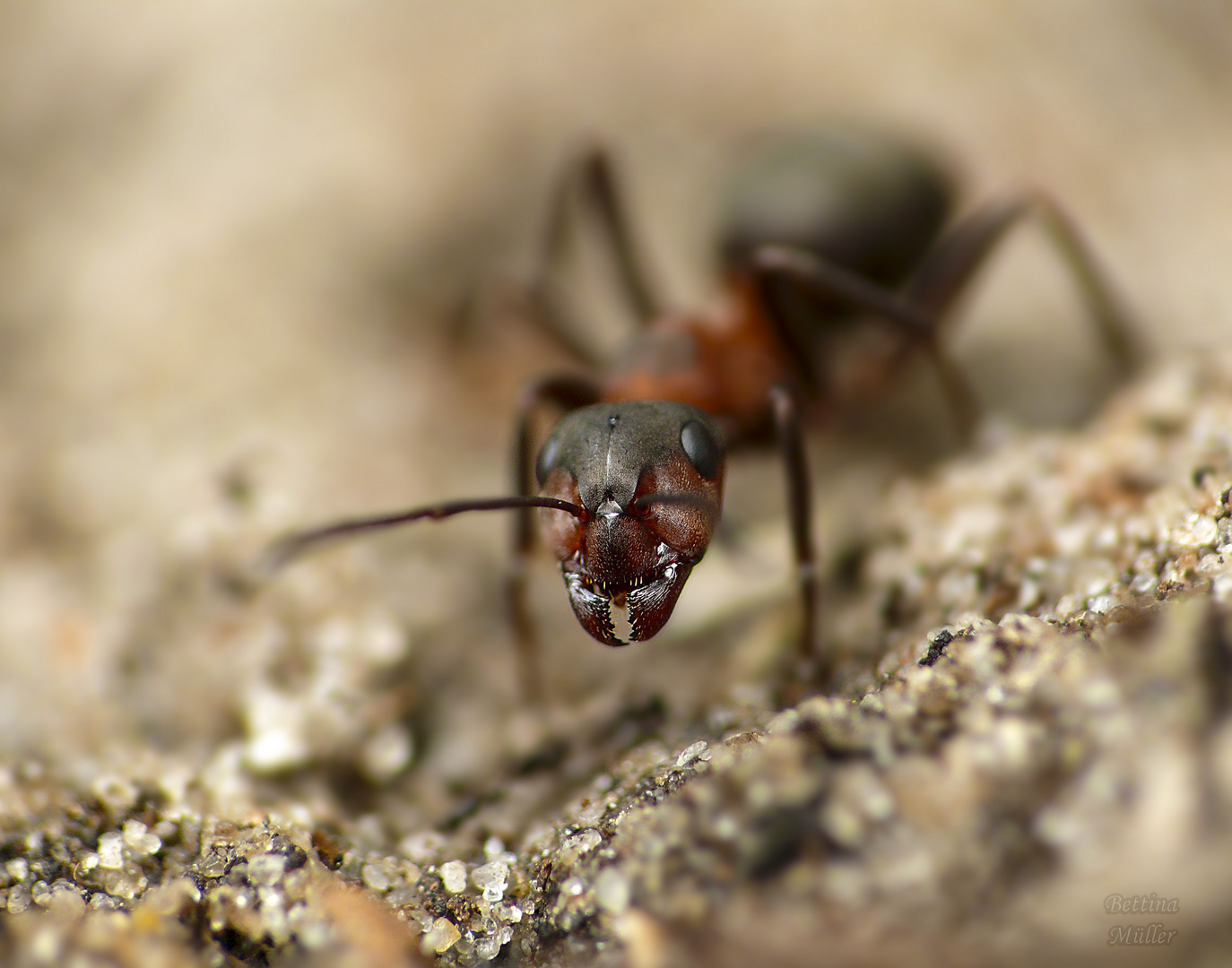 Rote Waldameise (Formica rufa)