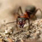 Rote Waldameise (Formica rufa)