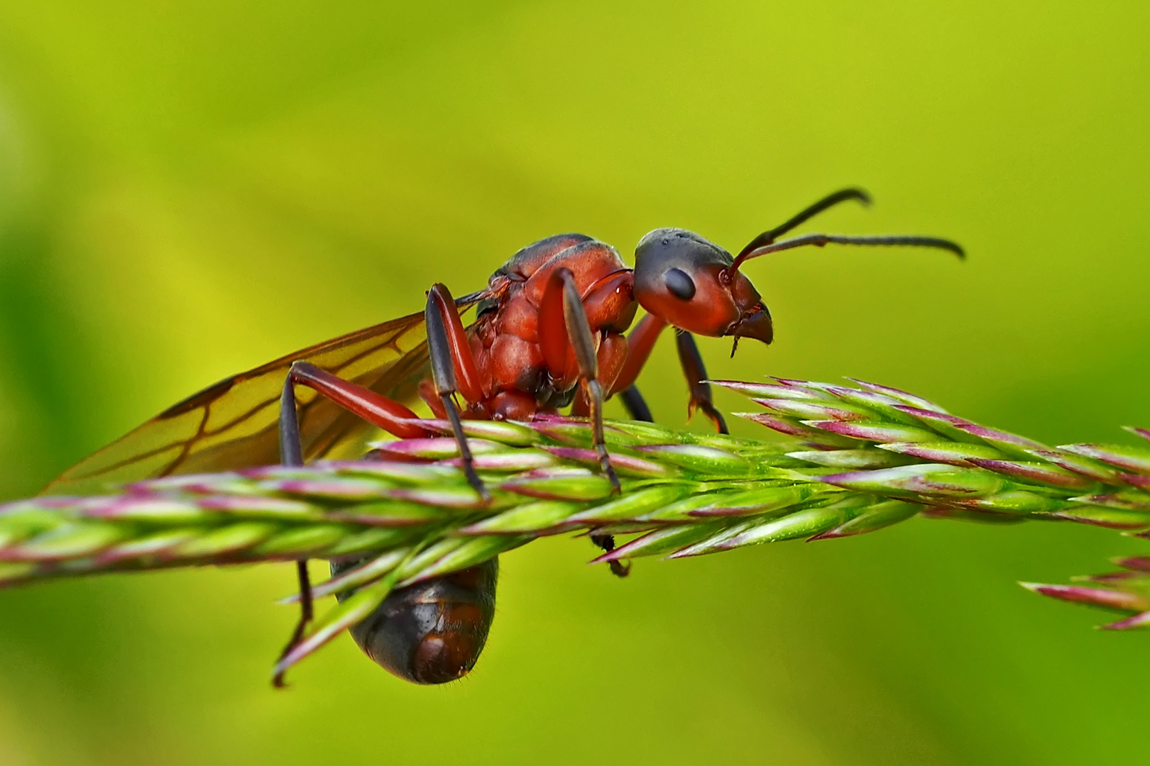 Rote Waldameise (Formica rufa) - Fourmi rousse des bois.