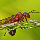 Rote Waldameise (Formica rufa) - Fourmi rousse des bois.