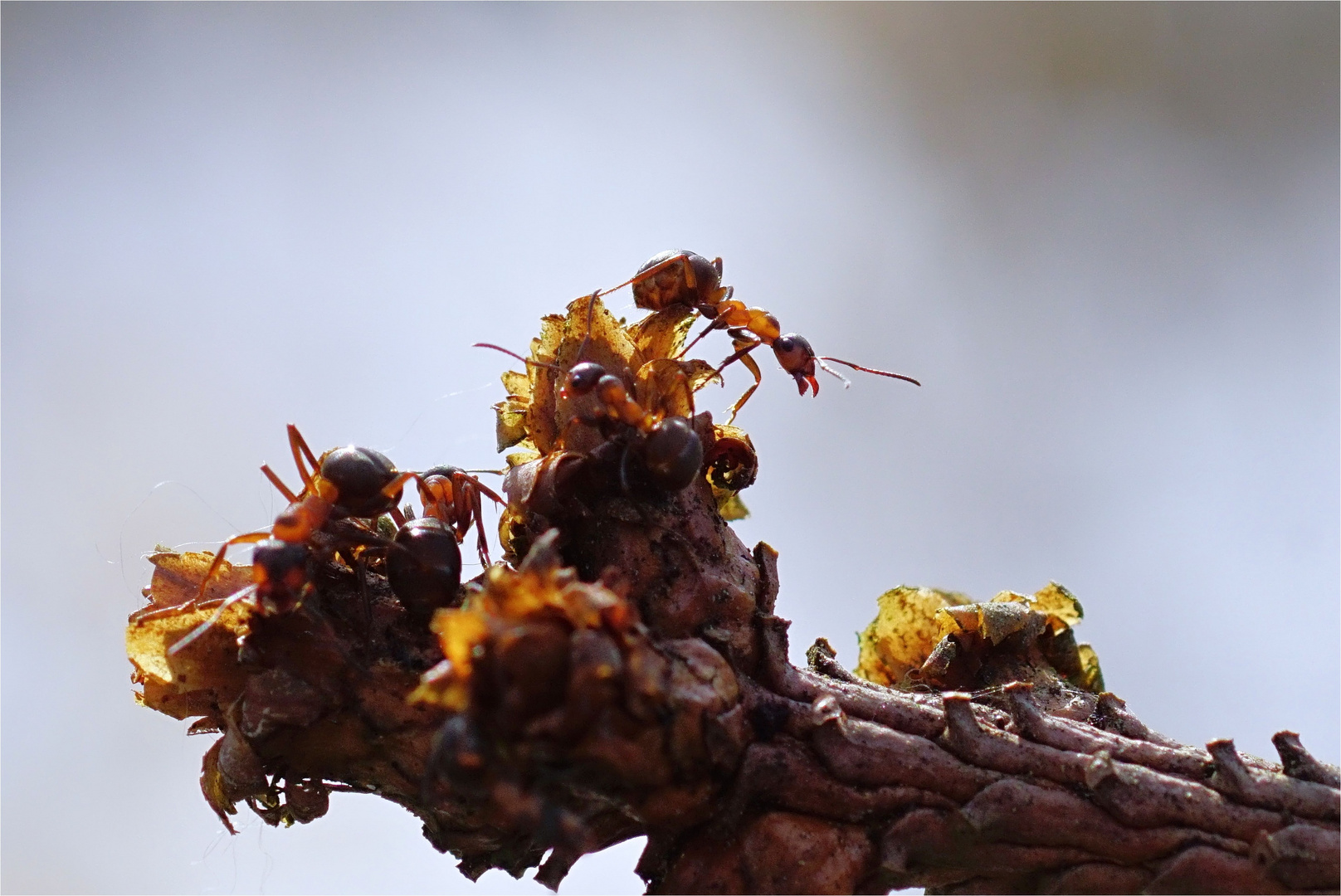 Rote Waldameise - Formica rufa -  im Gegenlicht