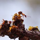 Rote Waldameise - Formica rufa -  im Gegenlicht