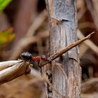 Rote Waldameise (Formica rufa): Schwerarbeiterin beim Ameisenhaufen!