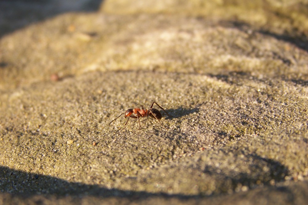 Rote Waldameise - Fornica rufa