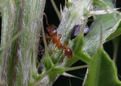 Rote Waldameise im Schutz der Distel