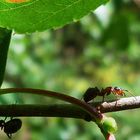 Rote Waldameise mit Blattläusen