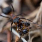 Rote Waldameise trägt Abfall aus dem Nest