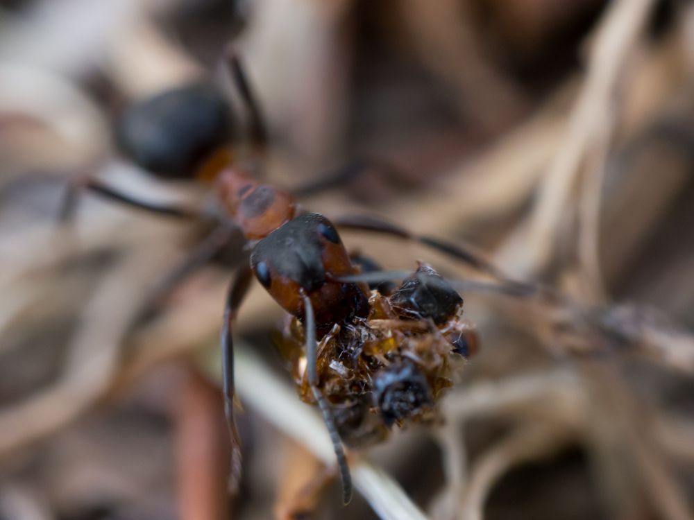 Rote Waldameise trägt Abfall aus dem Nest