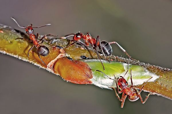 Rote Waldameisen - der Frühling kommt!