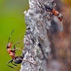 Rote Waldameisen (Formica rufa) - Fourmis rousses des bois.