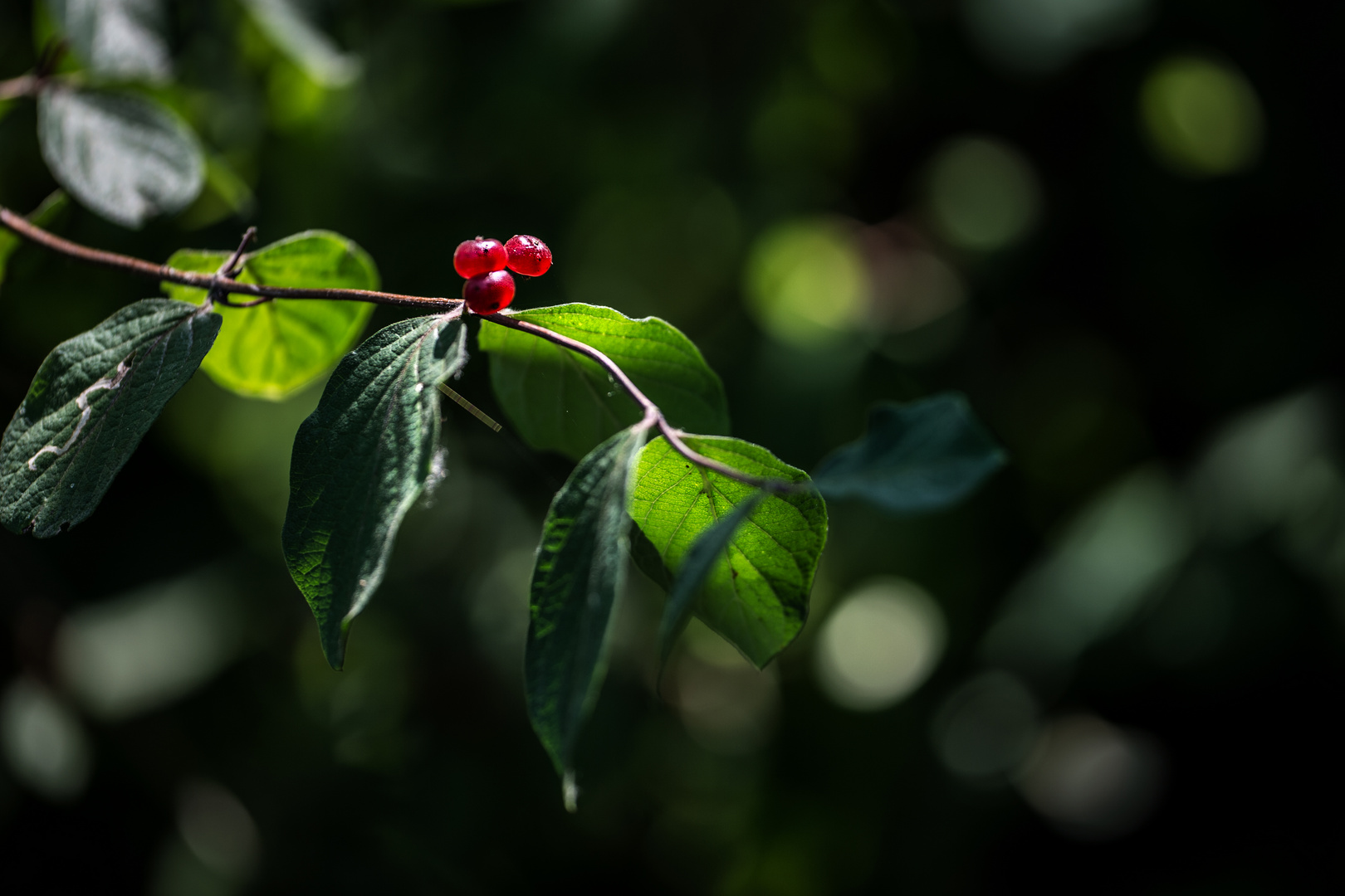 Rote Waldbeeren