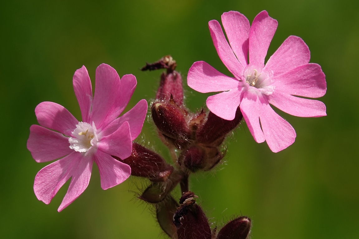 Rote Waldnelke