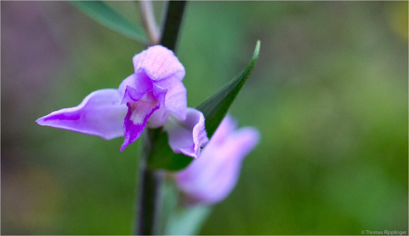 Rote Waldvöglein (Cephalanthera rubra)