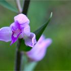 Rote Waldvöglein (Cephalanthera rubra)