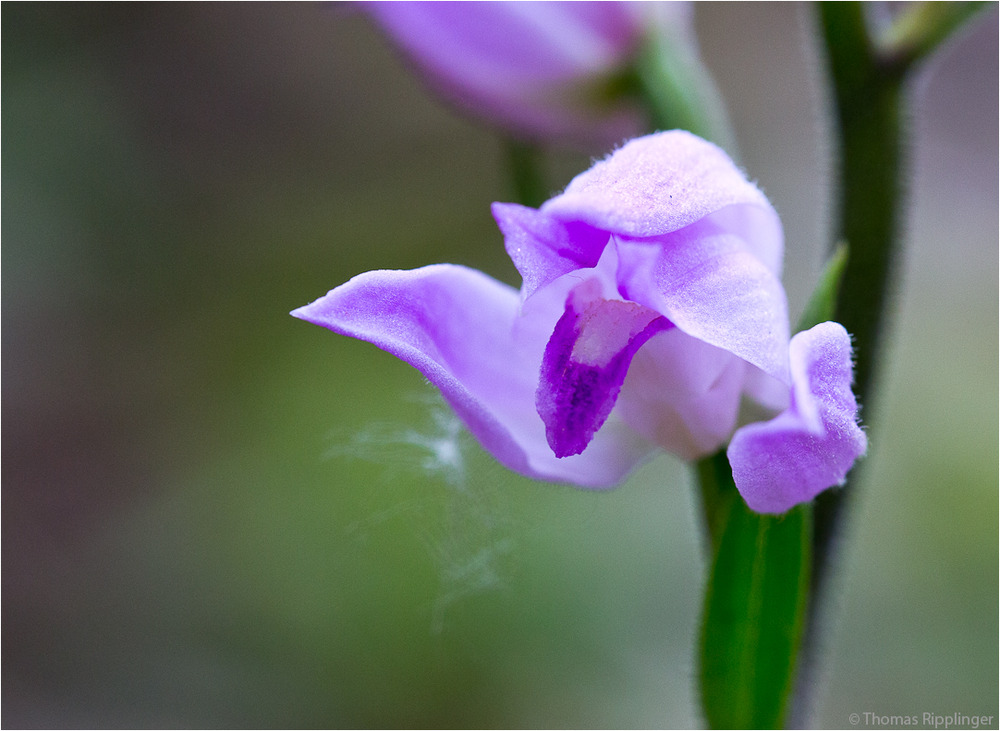 Rote Waldvöglein (Cephalanthera rubra)-....