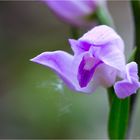 Rote Waldvöglein (Cephalanthera rubra)-....