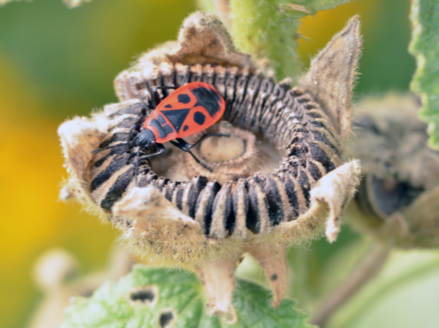 Rote Wanze auf Stockrosensamen